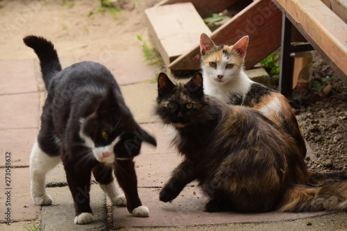 cat and cat