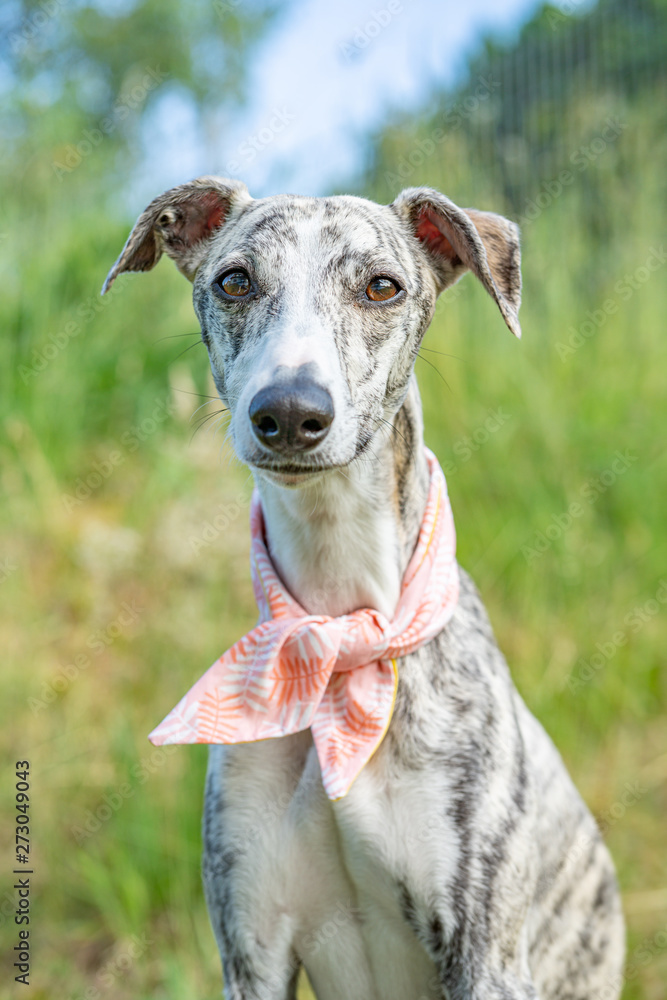 Windhund - Portrait einer hübschen Whippet Hündin Windhund - Portrait einer hübschen Whippet Hündin
