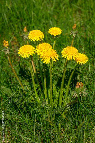 In the green grass bloomed bright, yellow, beautiful flowers dandelions