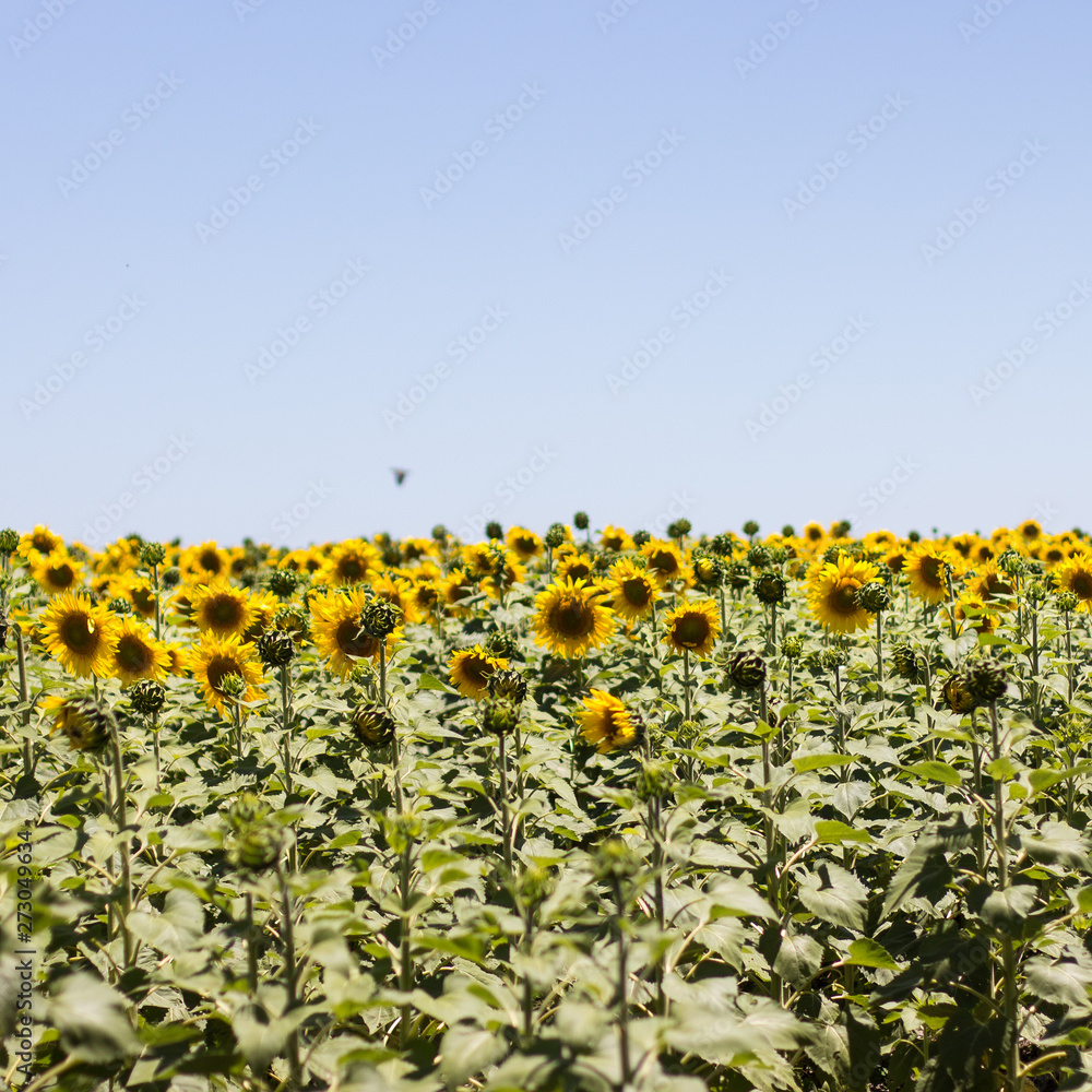 Obraz premium sunflowers