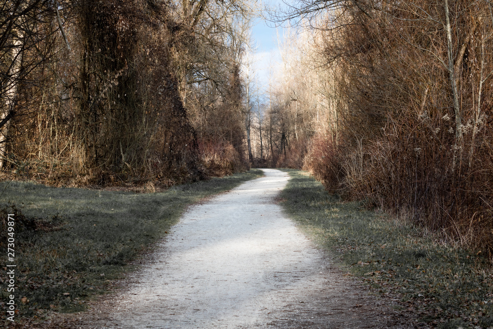 scenic empty pathway leading through forest scenic empty pathway leading through forest