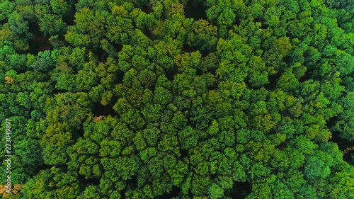 4K aerial view moves rising up from green forest of dense mixed tree tops. Amazing nature background.