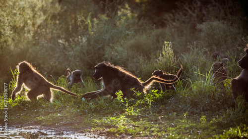 Photography Chacma baboon in Kruger National park, South Africa