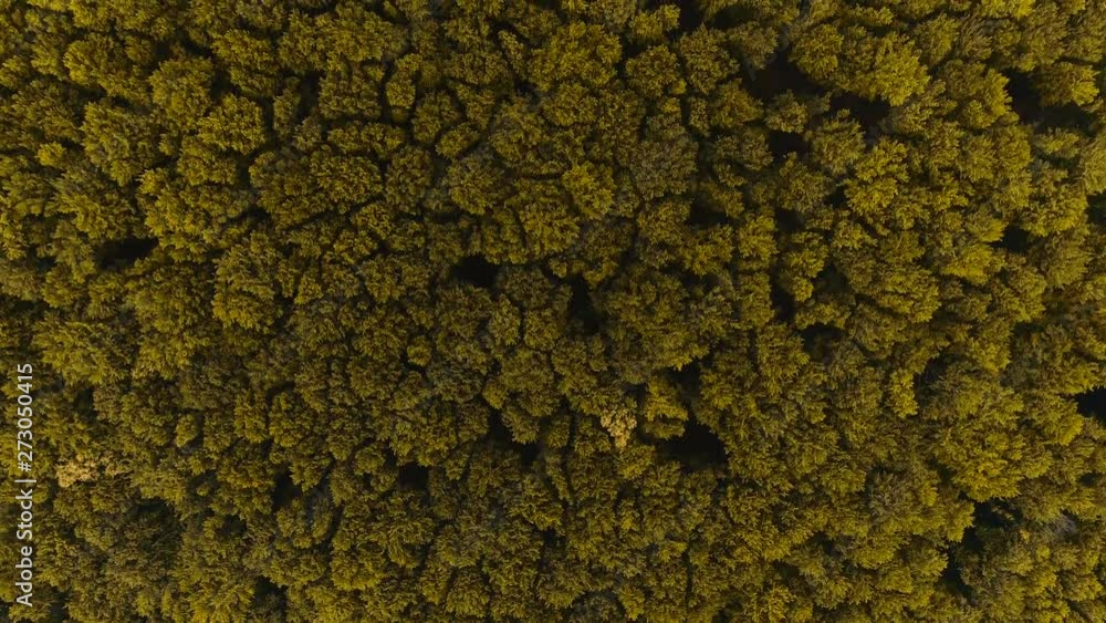 Aerial view of dense mixed forest. 4K. Aerial view of dense mixed forest. 4K.