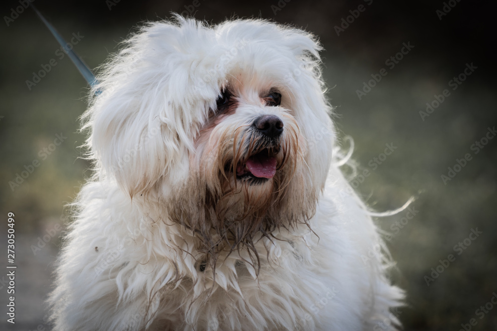 close up of cute happy and dirty white maltese dog isolated walking outdoors in black and white