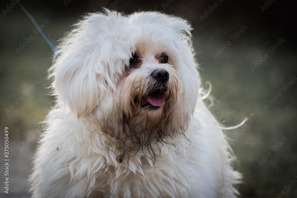 close up of cute happy and dirty white maltese dog isolated walking outdoors in black and white close up of cute happy and dirty white maltese dog isolated walking outdoors in black and white