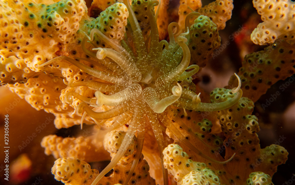 Coral Reefs Coral Reefs