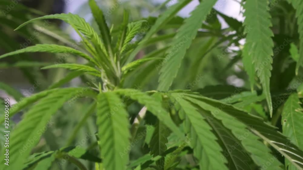 close up of home grown marijuana plants in the sun, waving softly in the wind. close up of home grown marijuana plants in the sun, waving softly in the wind.
