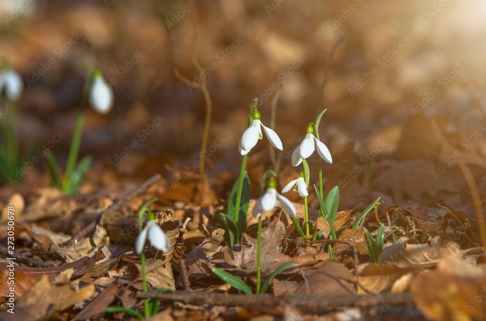 Snowdrops in the forest on a sunny spring evening. Snowdrops in the forest on a sunny spring evening.