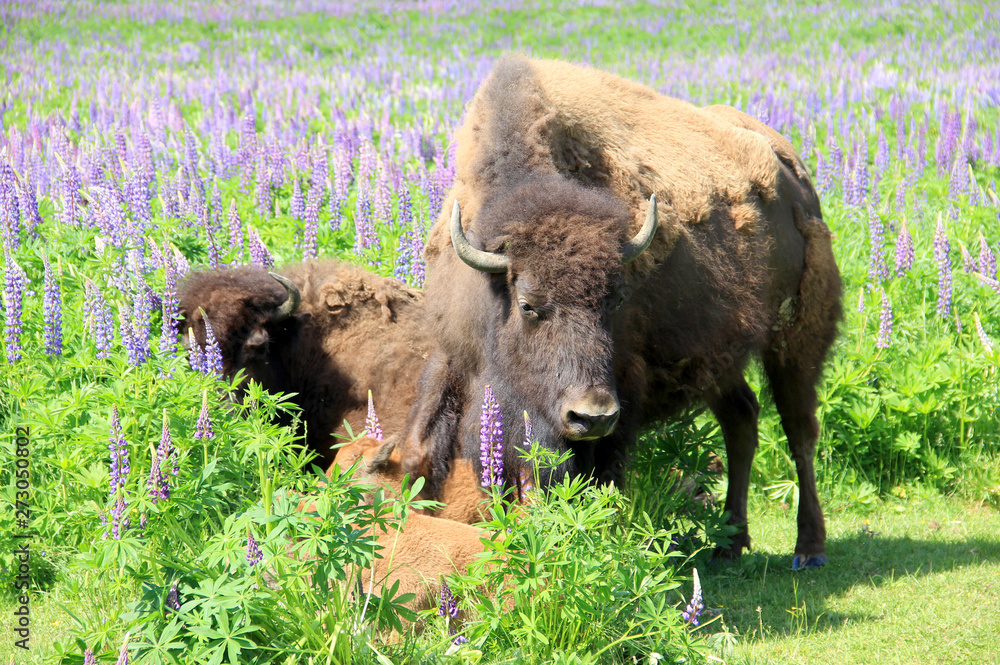 Large bison on field with colored grass Large bison on field with colored grass