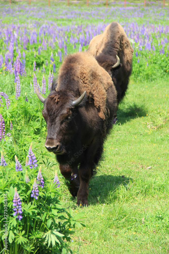 Fototapeta premium Large bison on field with colored grass