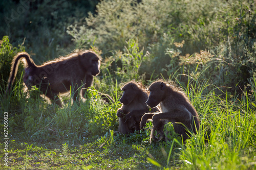 Chacma baboon in Kruger National park, South Africa