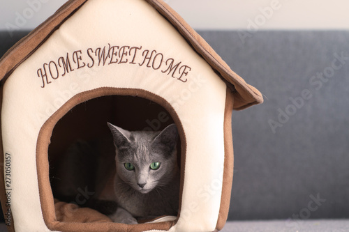 Lovely kitten sleeping at cat house.