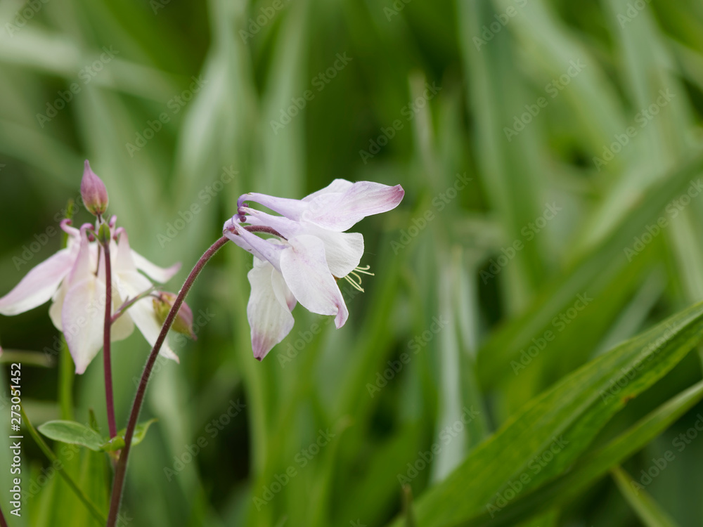 Aquilegia vulgaris - Ancolies communes ou ancolies des jardins de forme blanche Aquilegia vulgaris - Ancolies communes ou ancolies des jardins de forme blanche