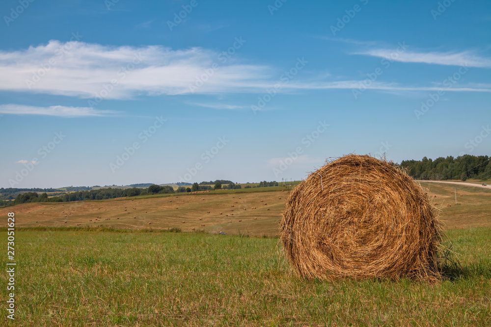 Hayfield. Hay harvesting Sunny autumn landscape. rolls of fresh dry hay in the fields. tractor collects mown grass. fields of yellow mown grass against a blue sky.