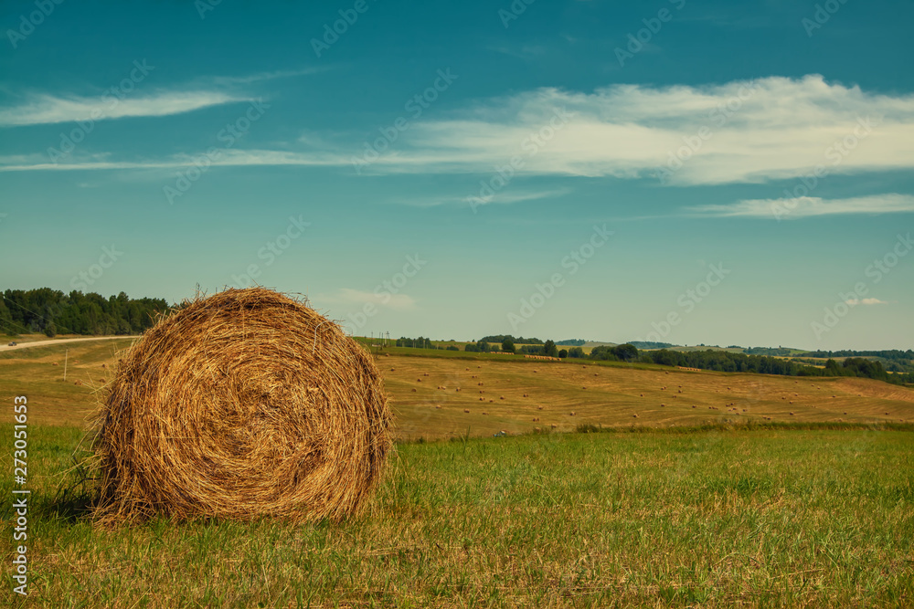 Hayfield. Hay harvesting Sunny autumn landscape. rolls of fresh dry hay in the fields. tractor collects mown grass. fields of yellow mown grass against a blue sky.