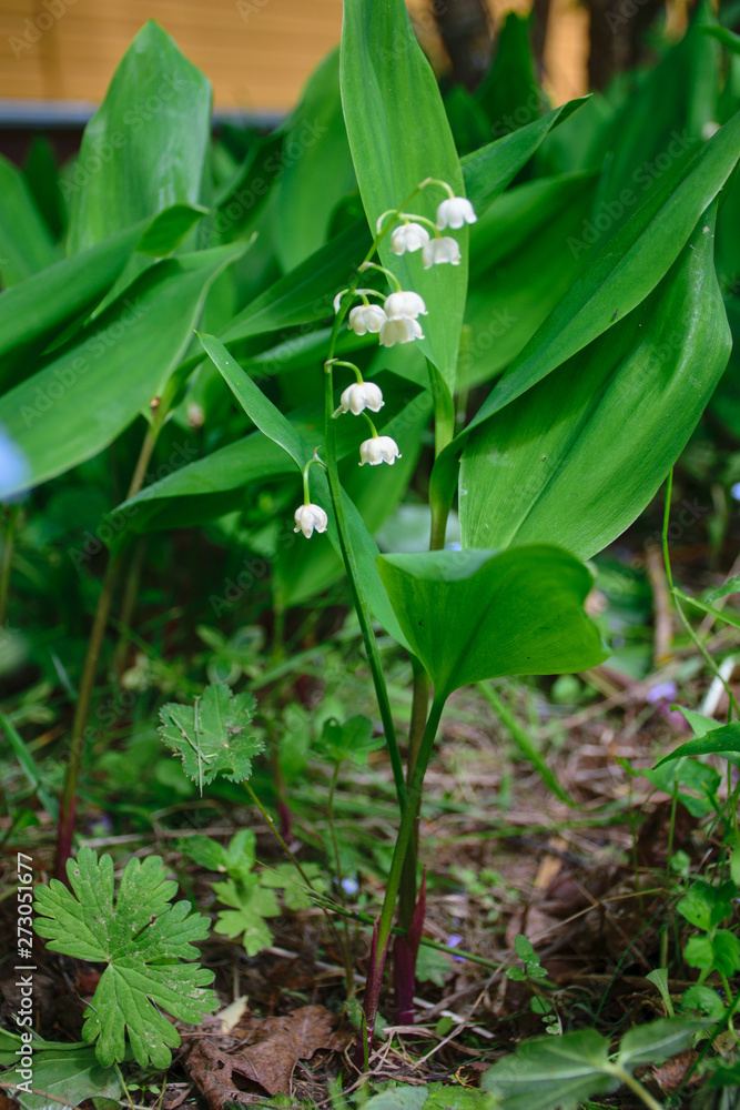 Obraz premium Convallaria шт a garden