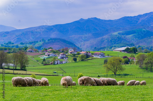 Sheeps at the meadows of the Basque Country photo