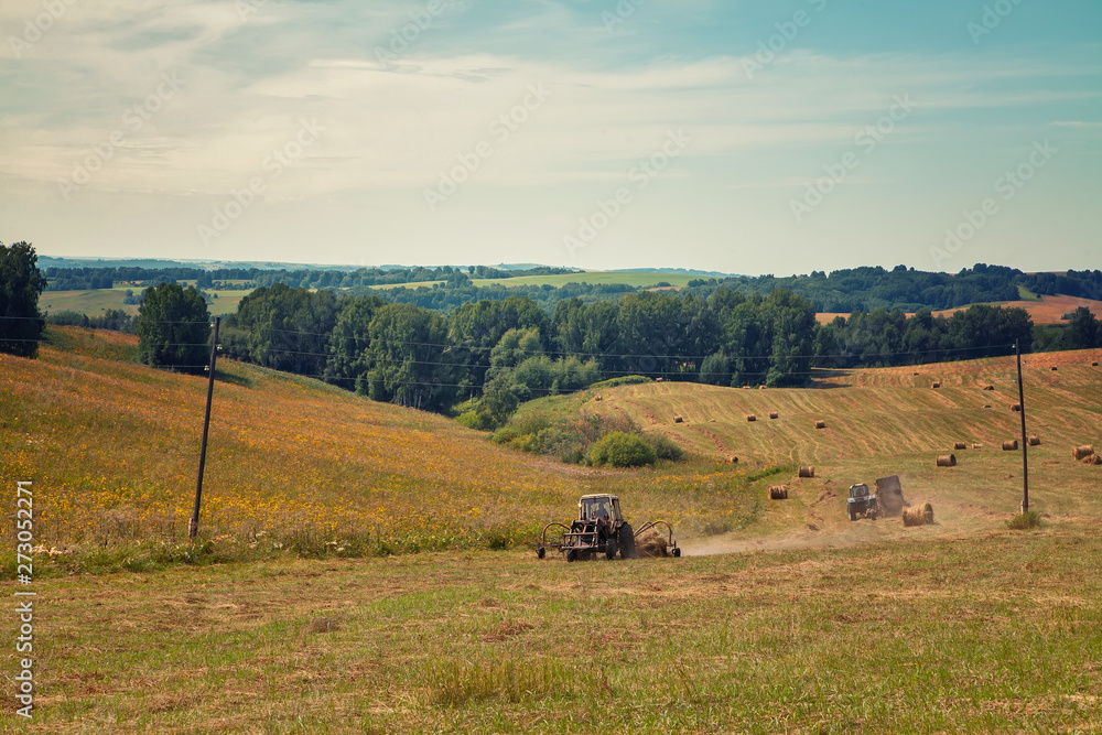 Fototapeta premium Hayfield. Hay harvesting Sunny autumn landscape. rolls of fresh dry hay in the fields. tractor collects mown grass. fields of yellow mown grass against a blue sky.