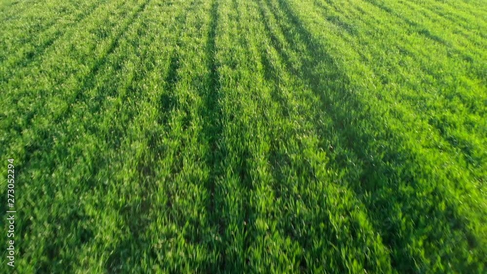Drone flying backwards above grain growing on agricultural site.Aerial.Wheat field landscape.Green industry, meadow at summer.Natural Background. Drone flying backwards above grain growing on agricultural site.Aerial.Wheat field landscape.Green industry, meadow at summer.Natural Background.
