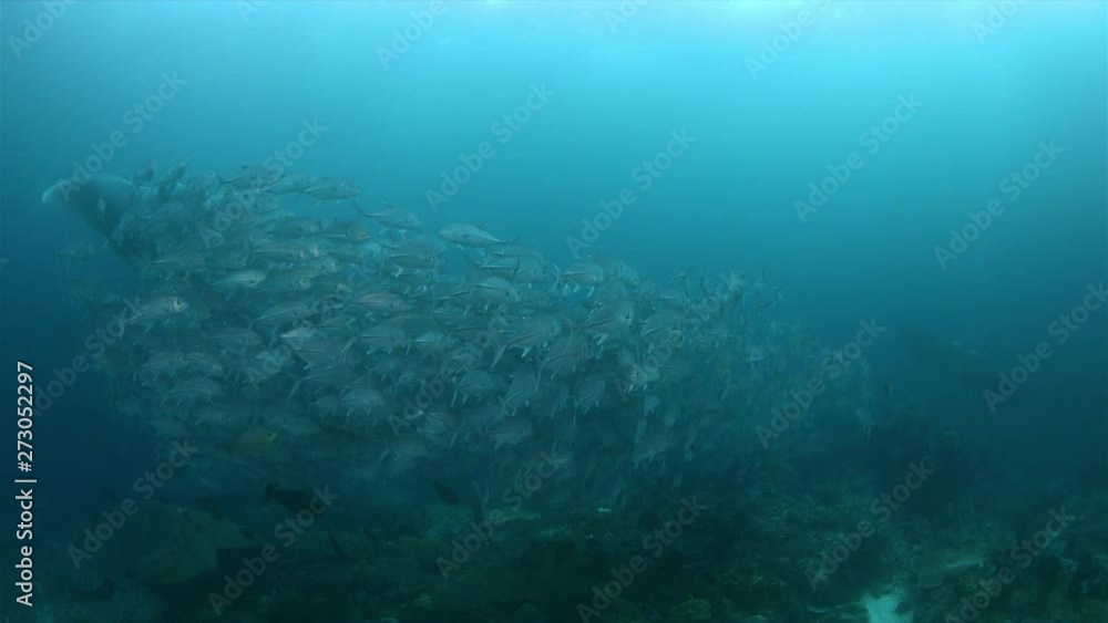 Oceanic Manta Ray and a school of Bigeye Trevallies on a coral reef in Raja Ampat Indonesia. Central Raja Ampat dive site Blue Magic 4k footage Oceanic Manta Ray and a school of Bigeye Trevallies on a coral reef in Raja Ampat Indonesia. Central Raja Ampat dive site Blue Magic 4k footage