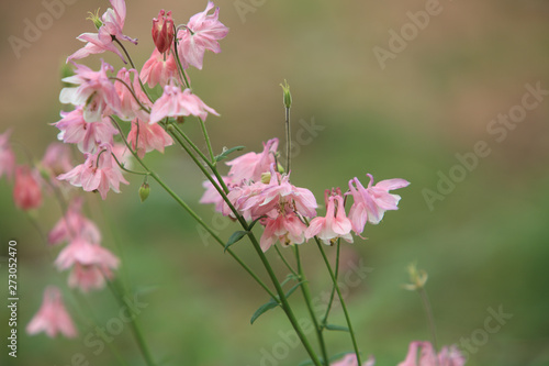 pink flowers Aquilegia vulgaris close to shallow depth of field