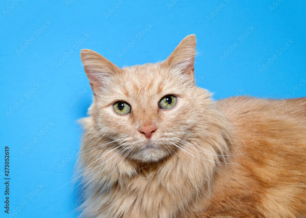 Portrait of a long haired orange tabby cat looking directly at viewer with bright green speckled eyes. Blue background.
