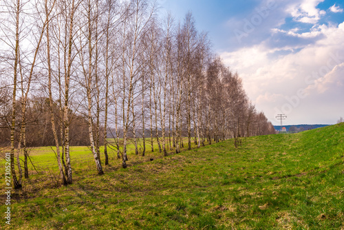 Row of birch trees in early spring. Rural landscape in Kashubia in Poland.