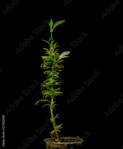 Old sick dry marijuana flower with new green leaf with black background