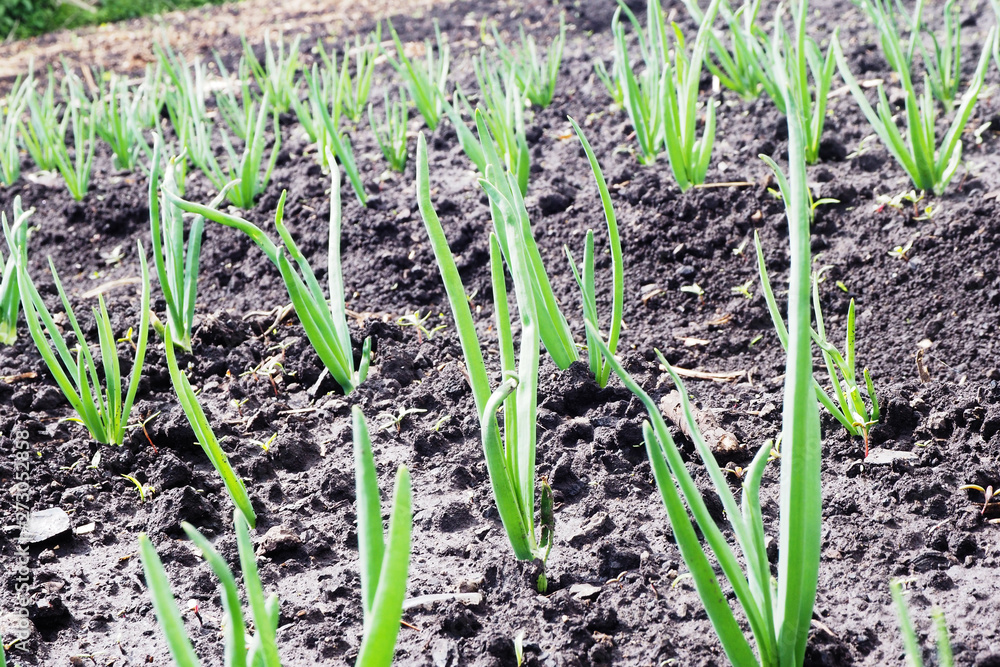 Garden bed with green onions. Wet ground after the rain... Garden bed with green onions. Wet ground after the rain...