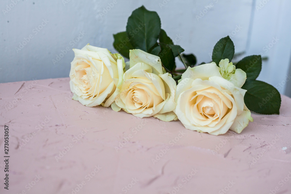 three white roses on a light background, copy space three white roses on a light background, copy space