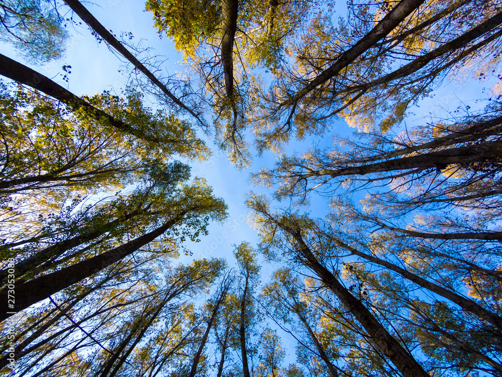 Fototapeta premium Looking Up In Spring poplars forest Tree. Under Blue Sky. Bottom View Wide Angle Background