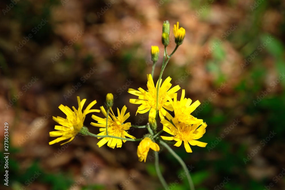 Obraz premium Field yellow flowers - Hieracium hawkweed