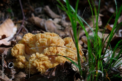 Amazing yellow mushroom like coral - Ramaria