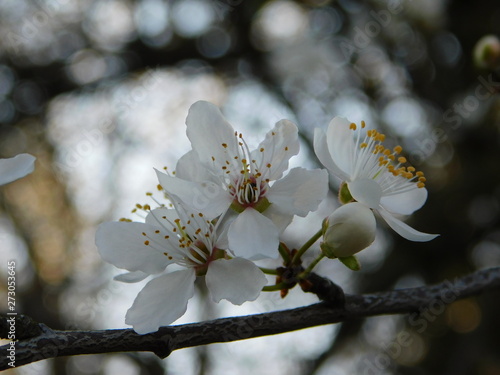 Kirschblüte