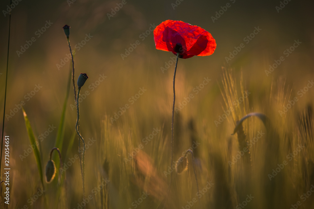 Beautiful poppies in a green meadow at sunset.