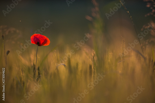 Beautiful poppies in a green meadow at sunset.