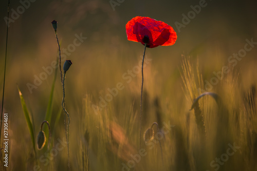 Beautiful poppies in a green meadow at sunset.