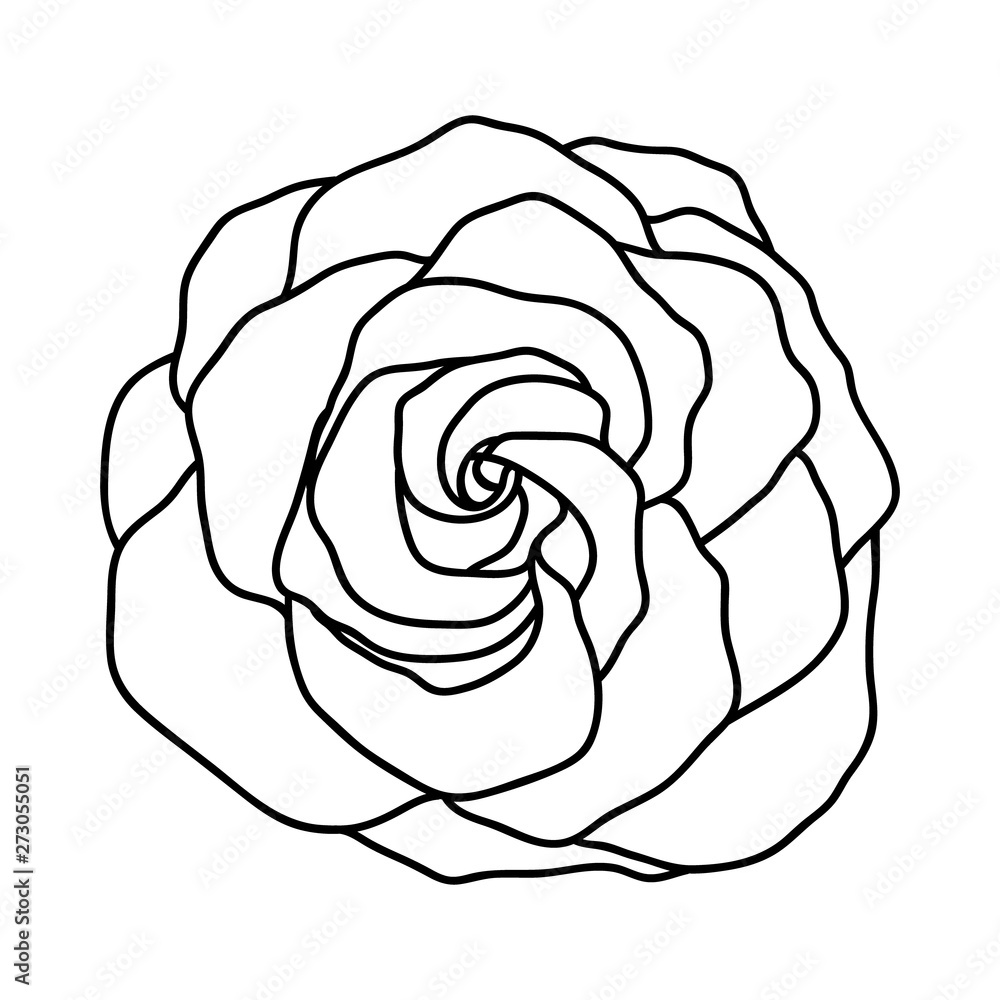 Vector line art of rose. Black isolated on white. Vector line art of rose. Black isolated on white.