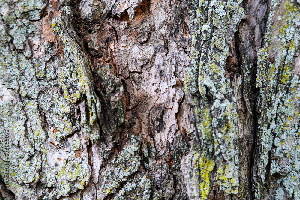 tree bark tree bark