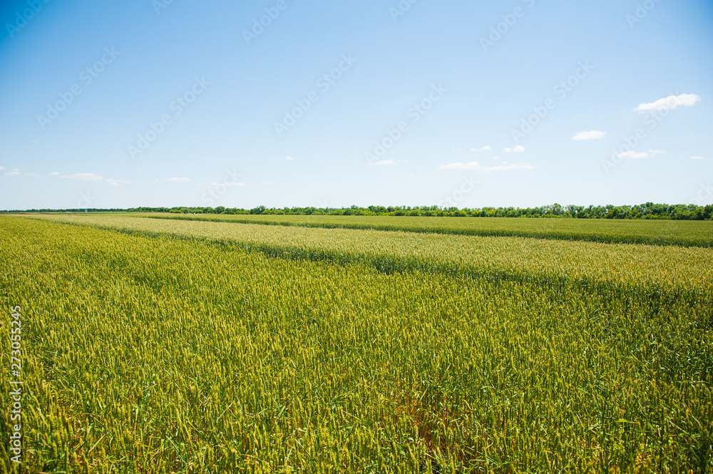 Ripening wheat field