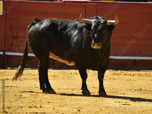 toro negro bravo español