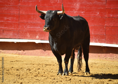 toro negro bravo español