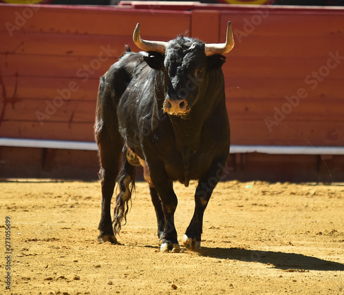 toro negro bravo español