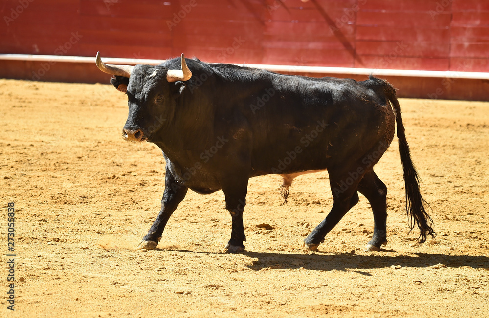 bull in spain