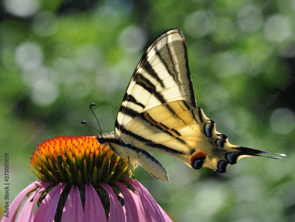 A butterfly bowella (Iphiclides podalirius), illuminated by the sun, sits on an echinacea flower. A butterfly bowella (Iphiclides podalirius), illuminated by the sun, sits on an echinacea flower.