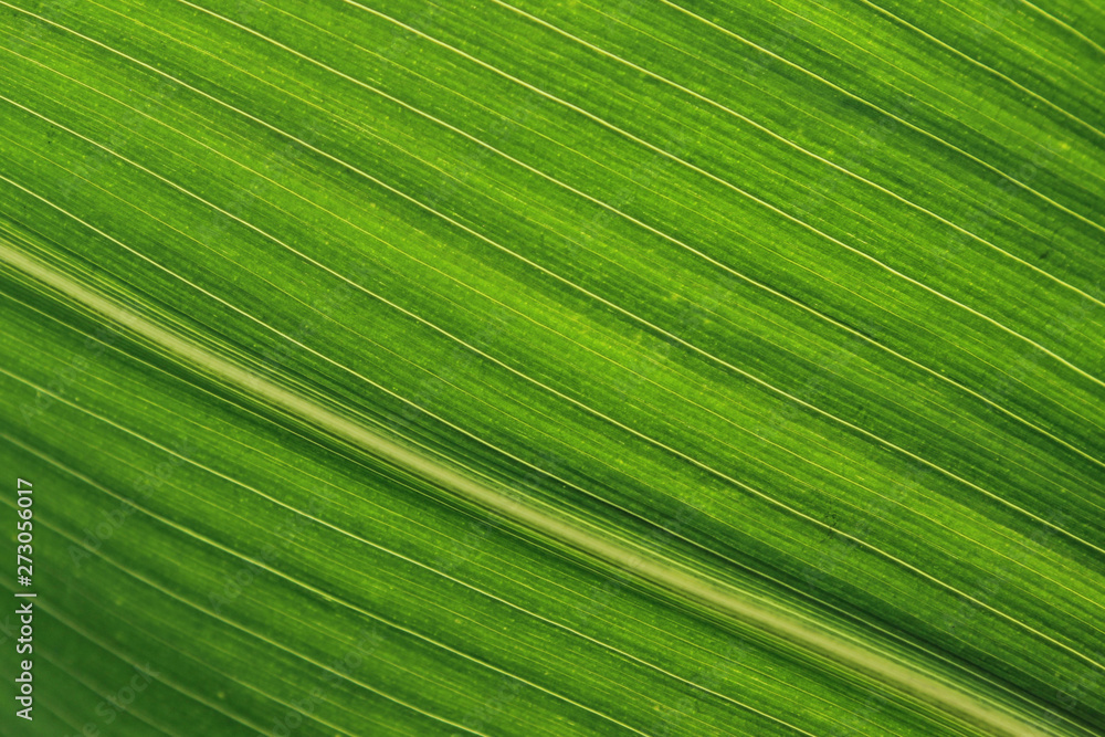 Blurred green striped texture background. Cropped shot of green leaf texture. Abstract nature background. Blurred green striped texture background. Cropped shot of green leaf texture. Abstract nature background.