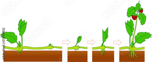 Plants, Runners. Asexual reproduction,  Growth stages. growth and development stages. Strawberry reproductive system.  Vegetative propagation types in plants. Drawing illustration Vector. 