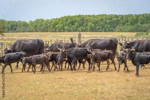 Saint-Bres, France - 06 06 2019: Herd of Camargue bulls