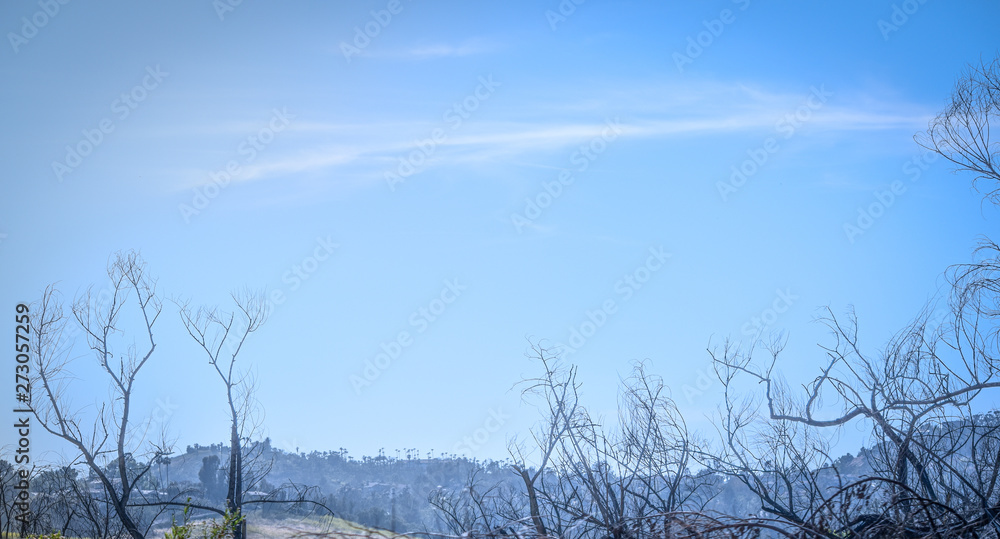 Obraz premium Bare Trees and Sky